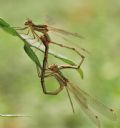 Lestes barbarus